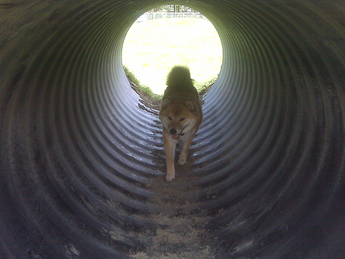 Beban Dog Park Re-Opening - shiba inu in tunnel