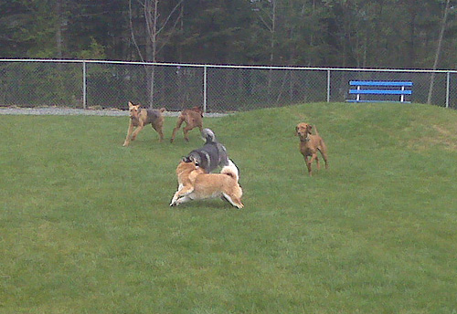 Beban Dog Park Re-Opening - dogs playing